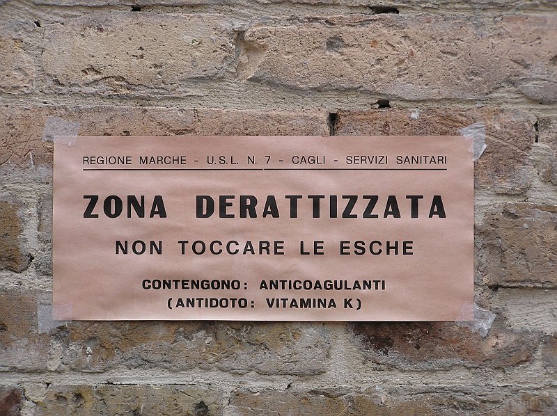 Urbino_27.JPG - Urbino : les rats n'ont qu'à bien se tenir...